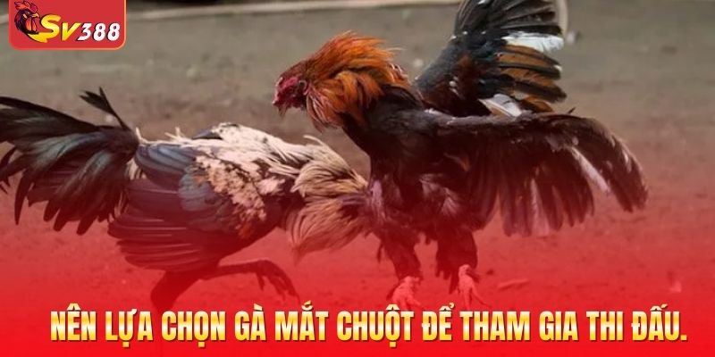 Nên lựa chọn gà mắt chuột để tham gia thi đấu