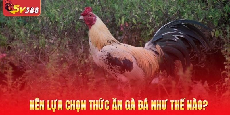 Nên lựa chọn thức ăn gà đá như thế nào?