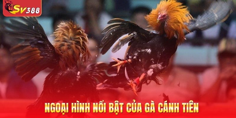 Ngoại hình nổi bật của gà cánh tiên