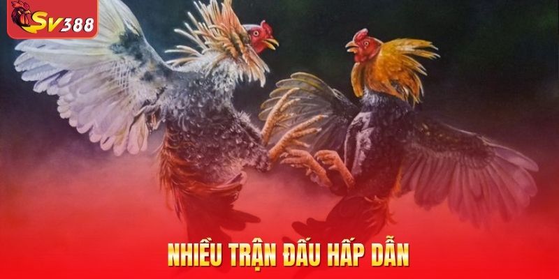 Nhiều trận đấu hấp dẫn