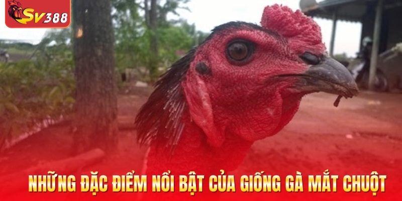 Những đặc điểm nổi bật của giống gà mắt chuột