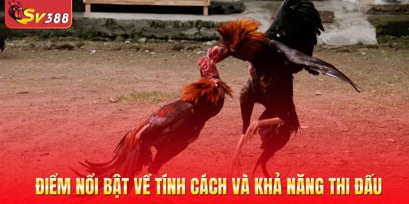 Những điểm nổi bật về tính cách và khả năng thi đấu gà mắt chuột