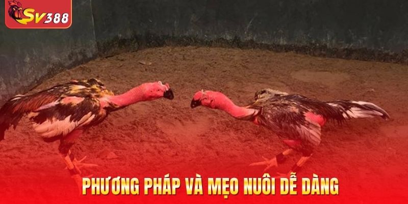 Phương pháp và mẹo nuôi dễ dàng