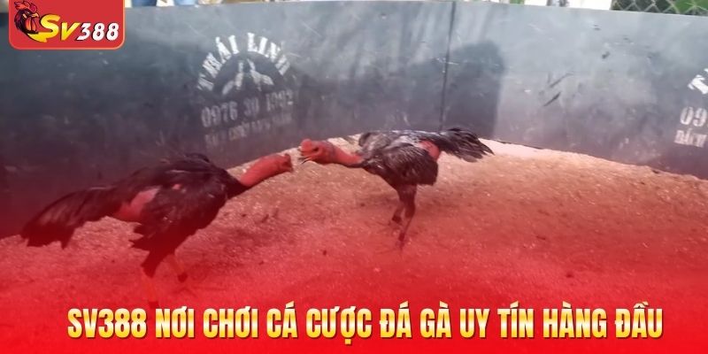 SV388 nơi chơi cá cược đá gà uy tín hàng đầu