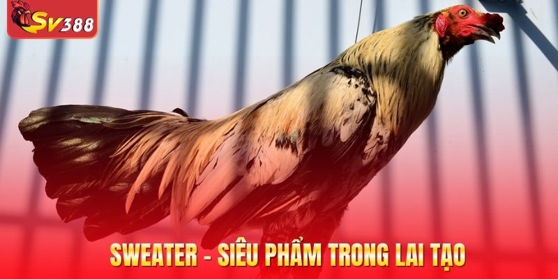 Sweater - Siêu phẩm trong lai tạo
