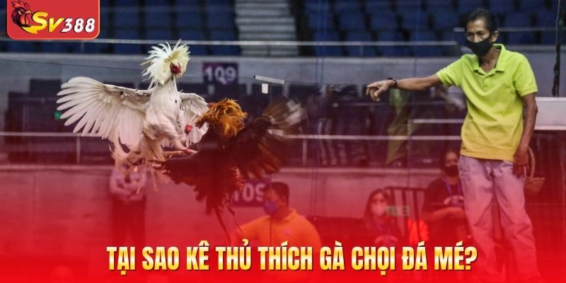 Tại sao kê thủ thích gà chọi đá mé?