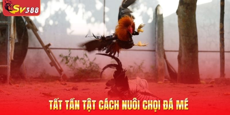 Tất tần tật cách nuôi chọi đá mé