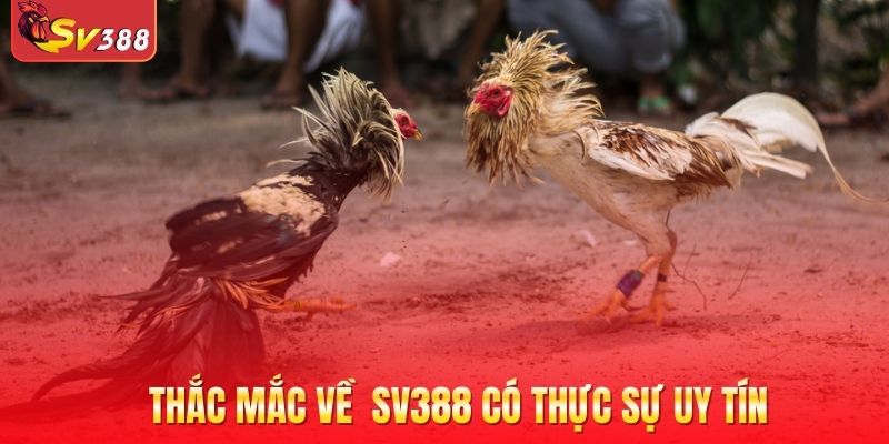 Thắc mắc về trang cược SV388 có thực sự uy tín