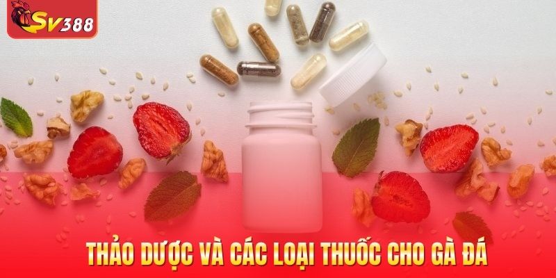 Thảo dược và các loại thuốc cho gà đá