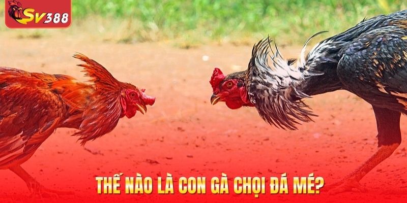 Thế nào là con gà chọi đá mé?