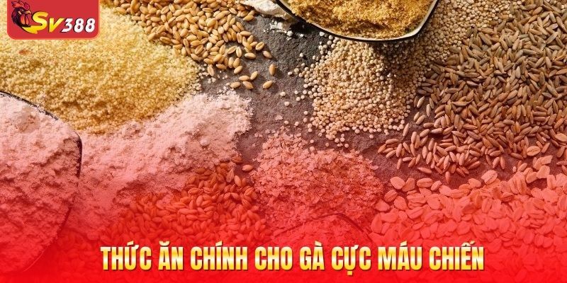 Thức ăn chính cho gà cực máu chiến