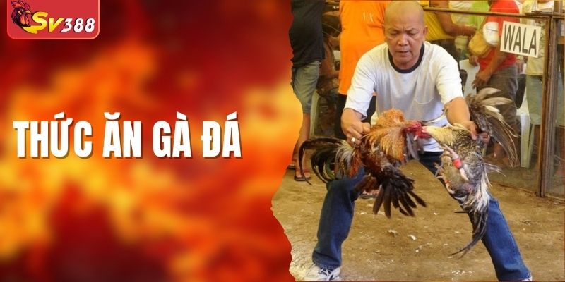 Thức Ăn Gà Đá: Top Thực Phẩm Giúp Chiến Kê Sung Sức
