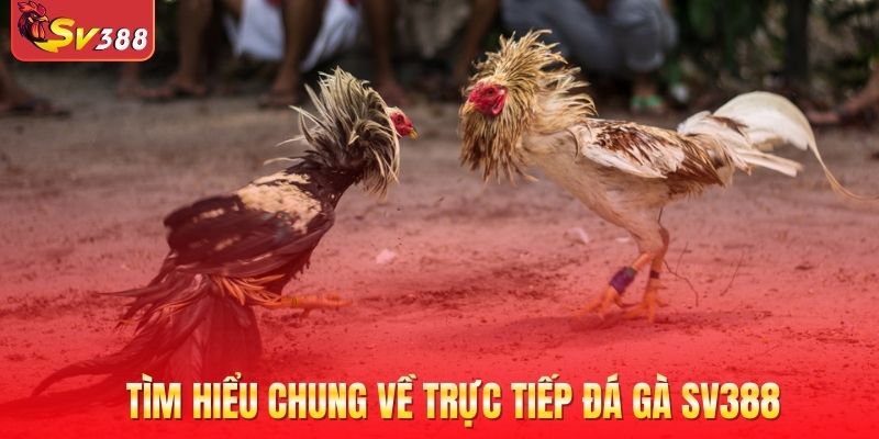 Tìm hiểu chung về trực tiếp đá gà Sv388