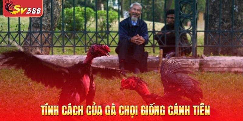 Tính cách của gà chọi giống cánh tiên