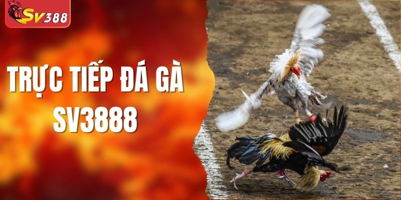 Trực Tiếp Đá Gà Sv3888 Siêu Hấp Dẫn Không Thể Bỏ Lỡ