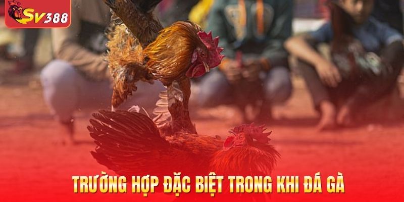 Trường hợp đặc biệt trong khi đá gà