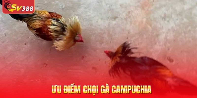 Ưu điểm chọi gà Campuchia