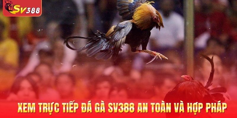 Xem trực tiếp đá gà SV388 an toàn và hợp pháp